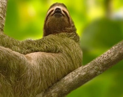The Complete Guide to Sloths in Costa Rica